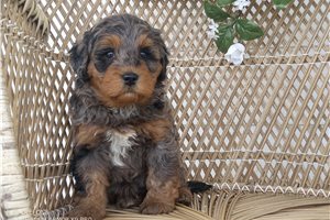 Gaston - puppy for sale