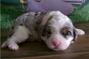 Charlie - puppy for sale