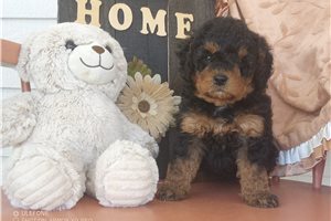 Mallory - puppy for sale