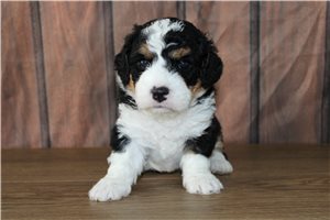Mincus - Bernedoodle, Mini for sale