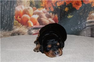 Norah - Mini Bernedoodle for sale