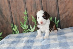 Megan - puppy for sale