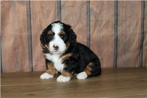 Marie - Bernedoodle, Mini for sale