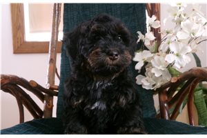 Nikita - Mini Bernedoodle for sale