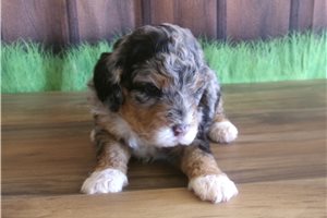 Christian - Bernedoodle, Mini for sale