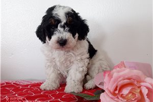 Nicolas - Bernedoodle, Mini for sale