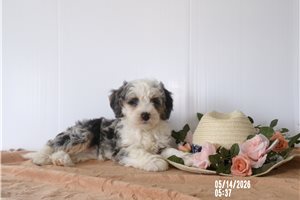 Camila - Bernedoodle, Mini for sale