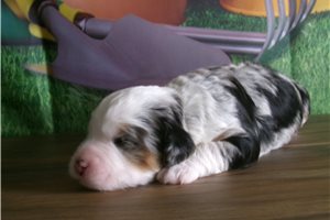Camila - Bernedoodle, Mini for sale