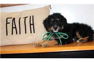 Monty - Bernedoodle, Mini for sale