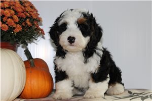 Matthew - Bernedoodle, Mini for sale