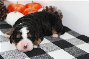 Nemo - Mini Bernedoodle for sale