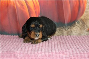Norah - Mini Bernedoodle for sale