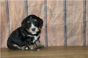 Memphis - Bernedoodle, Mini for sale