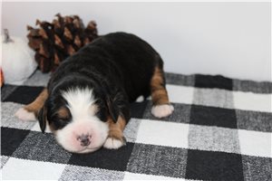 Noland - Mini Bernedoodle for sale