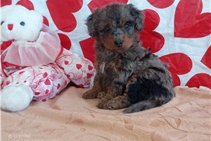 Olivia - puppy for sale
