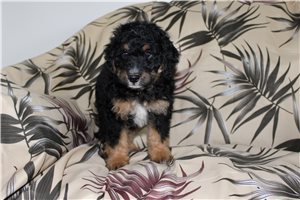 Monty - Mini Bernedoodle for sale
