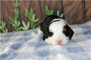 Matthew - Bernedoodle, Mini for sale