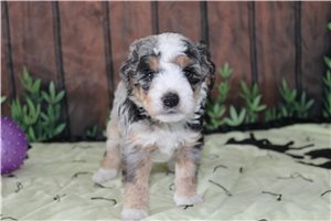 Murphy - Bernedoodle, Mini for sale