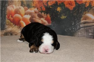 Nadia - Mini Bernedoodle for sale