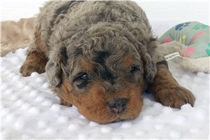 Gustavo - puppy for sale