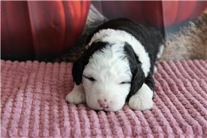 Nicolette - Mini Bernedoodle for sale