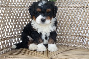 Giles - puppy for sale