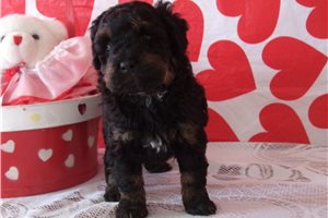 Nadine - puppy for sale