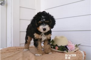 Madison - Mini Bernedoodle for sale