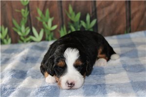 Marie - puppy for sale