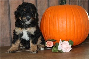 Monty - Bernedoodle, Mini for sale