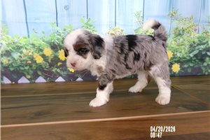 Charlie - puppy for sale