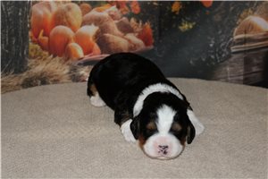 Nash - Mini Bernedoodle for sale