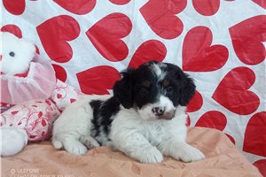 Nadia - Bernedoodle, Mini for sale
