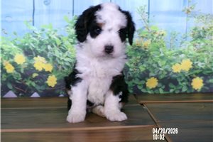 Chloe - Mini Bernedoodle for sale