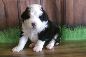 Chloe - Bernedoodle, Mini for sale
