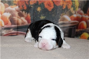 Nicolette - Mini Bernedoodle for sale