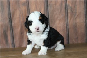 Matthew - Mini Bernedoodle for sale