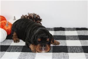 Norah - Mini Bernedoodle for sale