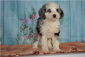 Camila - Bernedoodle, Mini for sale