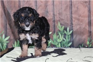 Monty - Bernedoodle, Mini for sale