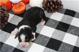 Nash - Mini Bernedoodle for sale