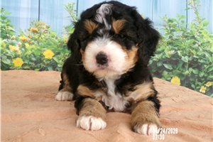 Madison - Mini Bernedoodle for sale