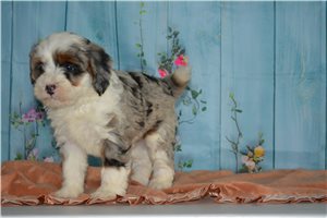 Charlie - Bernedoodle, Mini for sale