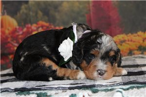Nuroo - Bernedoodle, Mini for sale