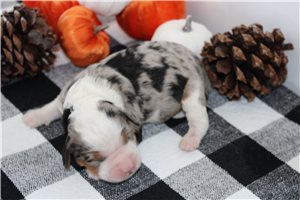Nicolas - Mini Bernedoodle for sale