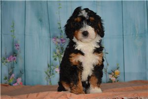 Chrissie - Bernedoodle, Mini for sale