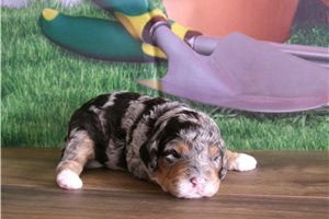 Christian - puppy for sale