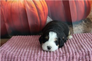 Noland - Mini Bernedoodle for sale