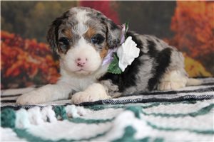 Nathan - Mini Bernedoodle for sale
