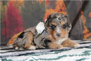 Nyla - Mini Bernedoodle for sale